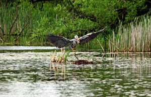 Great Blue Heron Doing The Happy Dance